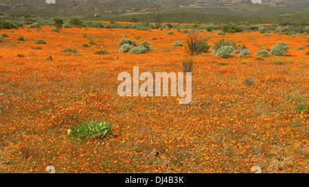 Margherite africane a fioritura primaverile Foto Stock