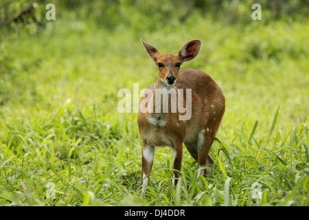 Donna di Bushbuck Foto Stock