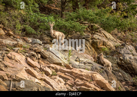 Una famiglia di bighorn su una cengia rocciosa Foto Stock