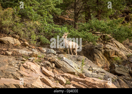 Un Bighorn su una cengia rocciosa Foto Stock