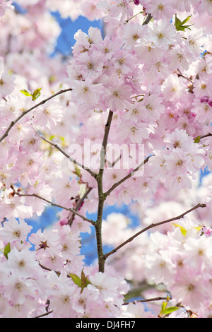 Close-up immagine di primavera giapponese di fiori di ciliegio fiori di colore rosa, immagine presa contro un vibrante blu cielo. Foto Stock