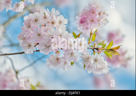 Close-up immagine di primavera giapponese di fiori di ciliegio fiori di colore rosa, immagine presa contro un vibrante blu cielo. Foto Stock
