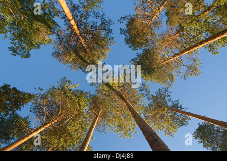 Cime di alberi di pino contro blu cielo chiaro Foto Stock