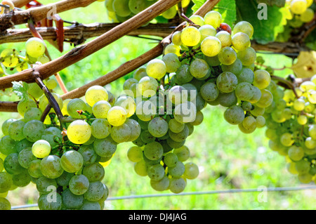 Sun maturazioni delle uve Foto Stock