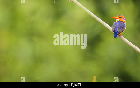 Nana africana kingfisher Ispidina picta Foto Stock