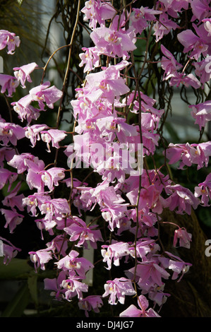 Phalaenopsis, Phal Foto Stock