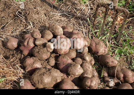 Grandi e bitorzoluti viola le patate sono raccolte in un orto comunitario. Foto Stock