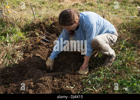 Un giardiniere scava per le patate in un orto comunitario nel Berkshires del Massachusetts. Foto Stock