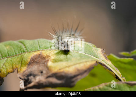 Caterpillar peloso su una metà mangiato foglia verde Foto Stock