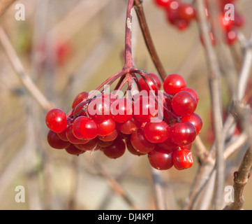 Bacche di autunno rosso selvatico Viburnum closeup Foto Stock