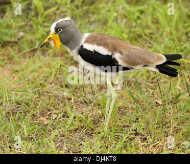 White Crowned Plover Vanellus albiceps Foto Stock