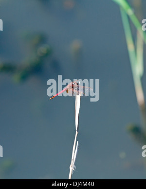 Libellula rossa seduta su di un ramo Foto Stock