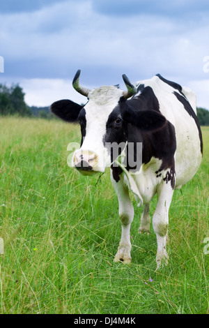 Una mucca lambisce in un campo Foto Stock