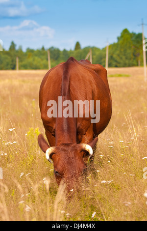 Una mucca lambisce in un campo Foto Stock