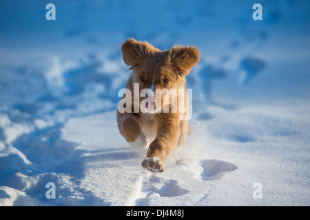 Nova Scotia Duck Tolling Retriever puppy in esecuzione verso la telecamera nella neve Foto Stock