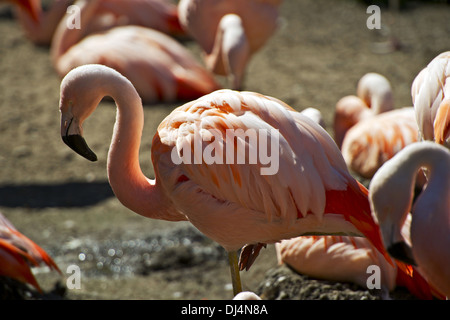 Flamingo Closeup. Fenicotteri rosa o i fenicotteri - Trampolieri in genere Phoenicopterus. Gli uccelli Raccolta foto. Foto Stock