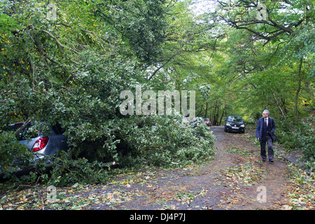 Danni dopo il 27 ottobre 2013 Storm - Queens Legno - Haringey - Londra Foto Stock