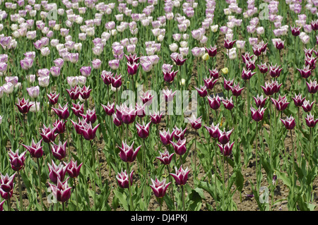 Claudia tulipani tulipani olandesi Foto Stock