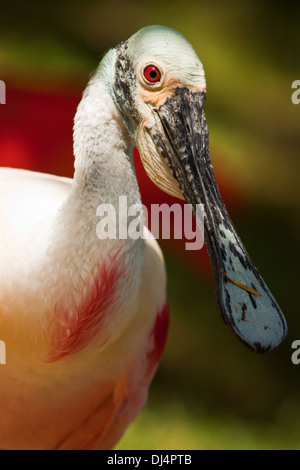 Roseate Spoonbill Foto Stock