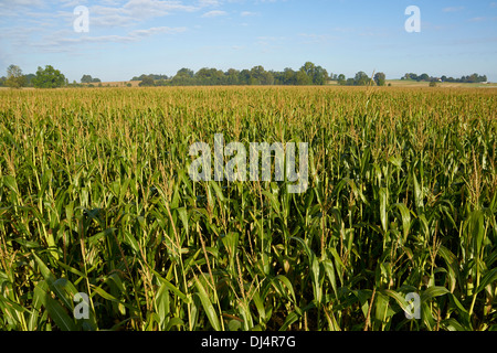 Campo di grano in Baviera Foto Stock