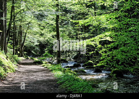 In insieme attraverso la foresta Foto Stock