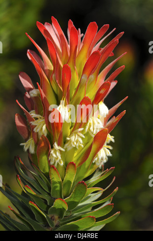 Rosso-crested Pagoda, Sud Africa Foto Stock