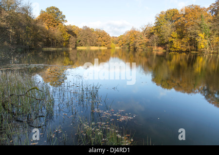 Autunno riflessioni a Cannop laghi nella Foresta di Dean, Gloucestershire, England, Regno Unito Foto Stock