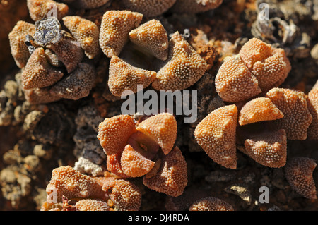 Titanopsis sp., Namaqualand, Sud Africa Foto Stock