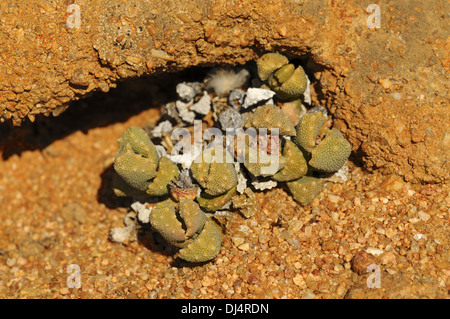 Titanopsis sp.,Namaqualand, Sud Africa Foto Stock