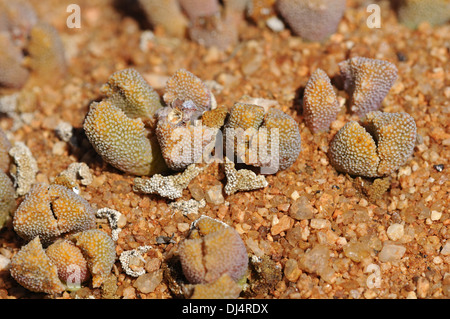 Titanopsis sp., Namaqualand, Sud Africa Foto Stock