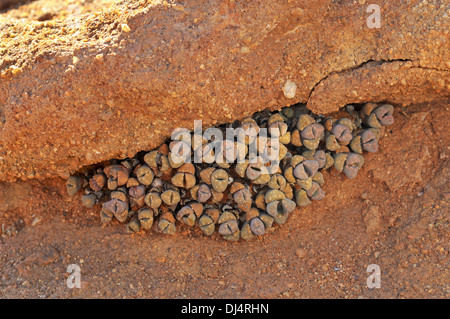 Titanopsis sp., Namaqualand, Sud Africa Foto Stock