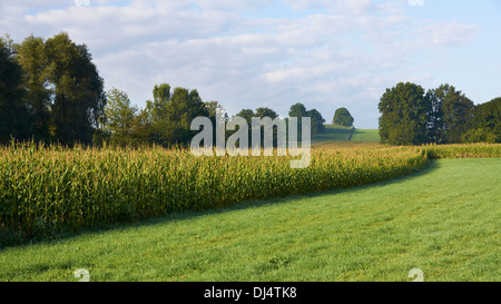 Campo di grano in Baviera Foto Stock