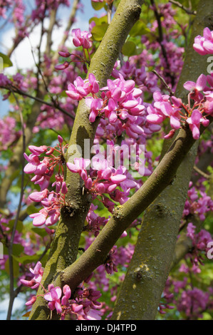 Albero di Giuda Foto Stock
