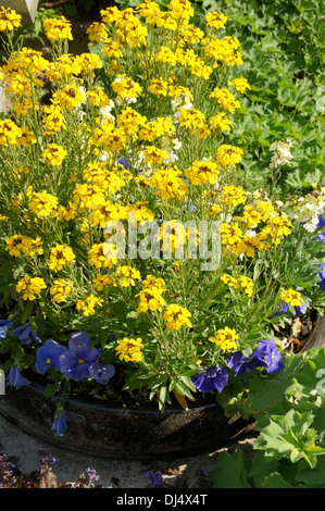 Wallflower Foto Stock