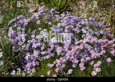 Moss Phlox, la Rosa sul Mare Foto Stock