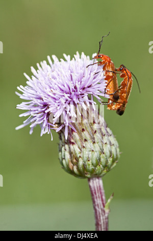 Comune soldato rosso beetle, Rhagonycha fulva Foto Stock