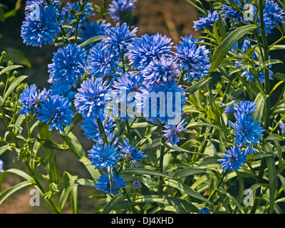 New York Aster, Michaelmas Daisy, Symphyotrichum novi-belgii Foto Stock