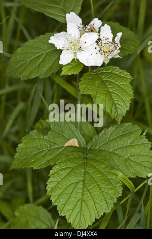Rubus caesius, Dewberry europea Foto Stock