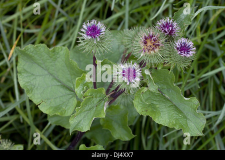 Maggiore, Bardana Arctium lappa Foto Stock