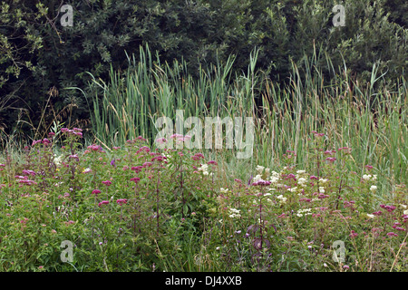 Alte erbe perenni prato Foto Stock