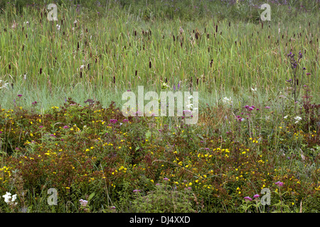 Alte erbe perenni prato Foto Stock