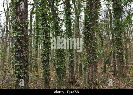 Hedera helix, Edera comune Foto Stock