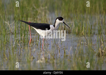 Black-winged Stilt, Himantopus himantopus Foto Stock