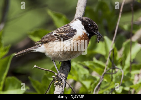 Saxicola rubicola, Stonechat Foto Stock