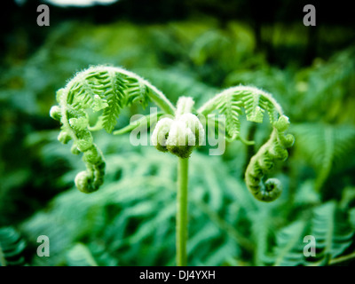 Liquirizia, felce Polypodium glycyrrhiza Foto Stock