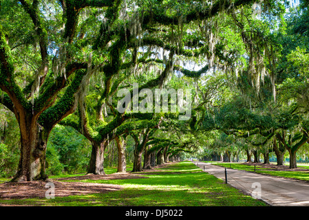 Viale di querce a Boone Hall Plantation a Charleston, Carolina del Sud Foto Stock