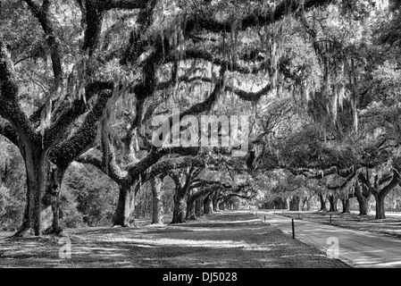 Viale di querce a Boone Hall Plantation a Charleston, Carolina del Sud in bianco e nero Foto Stock