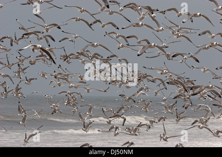 Stormo di gabbiani gaviotas beach Perù Foto Stock