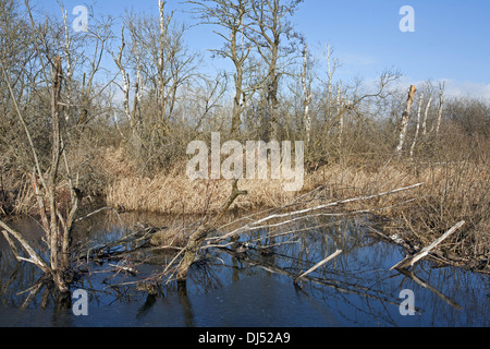 Ad umido della foresta di betulla, carr con betula pubescens Foto Stock