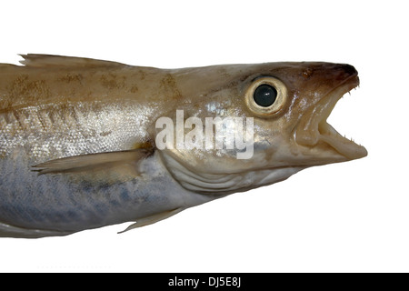 Close-up della testa di un Merlano Merlangius merlangus Foto Stock